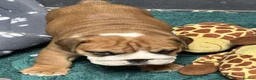 English Bulldog dogs for sale: Champion Line KC Bulldog Puppies Health Tests - Advert 4