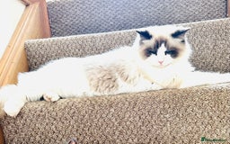 Ragdoll cats for sale: GCCF RAGDOLLS  - Image 7