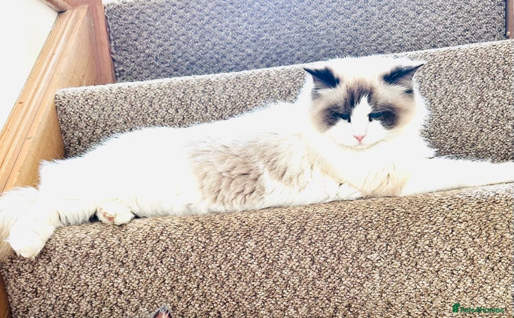 Ragdoll cats - Advert 3
