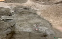 British Shorthair cats for sale: 1 Boy Left-GCCF Pedigr Pure Blue British Shorthair - Image 16