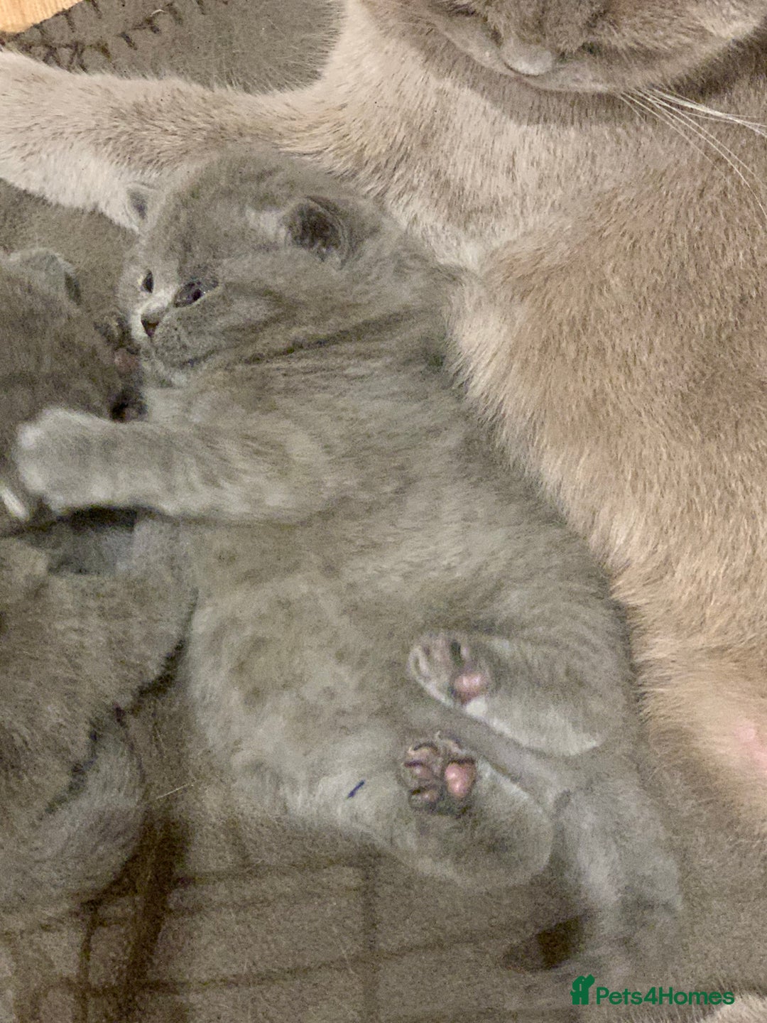 British Shorthair cats for sale: 1 Boy Left-GCCF Pedigr Pure Blue British Shorthair - Image 16