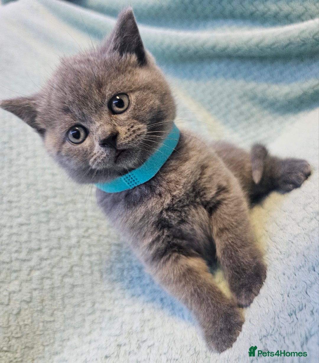 British Shorthair cats for sale: British Shorthair ready for a Lifetime of Love - Advert 3