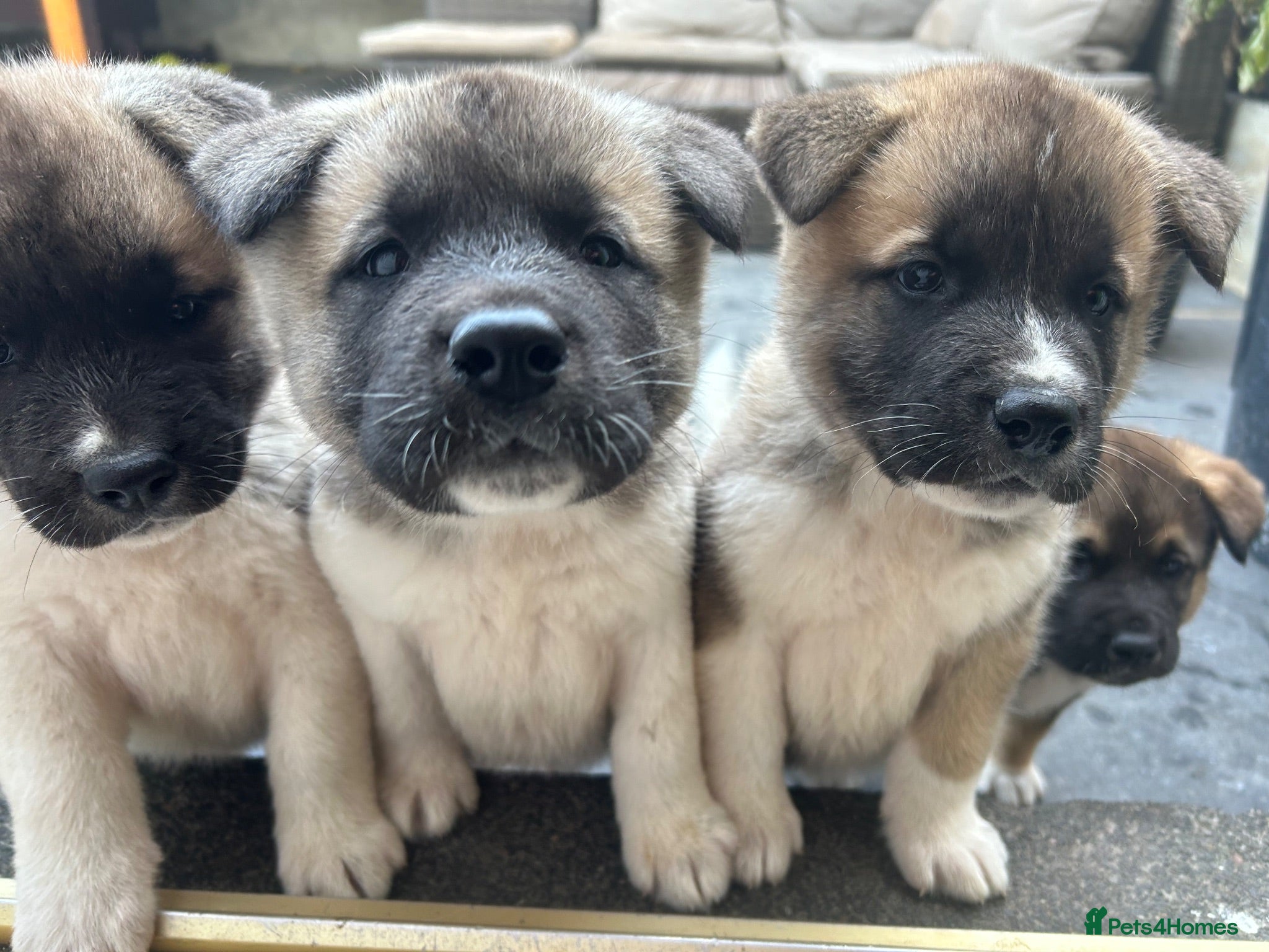 Akita dogs Akita puppy’s  - Advert 20
