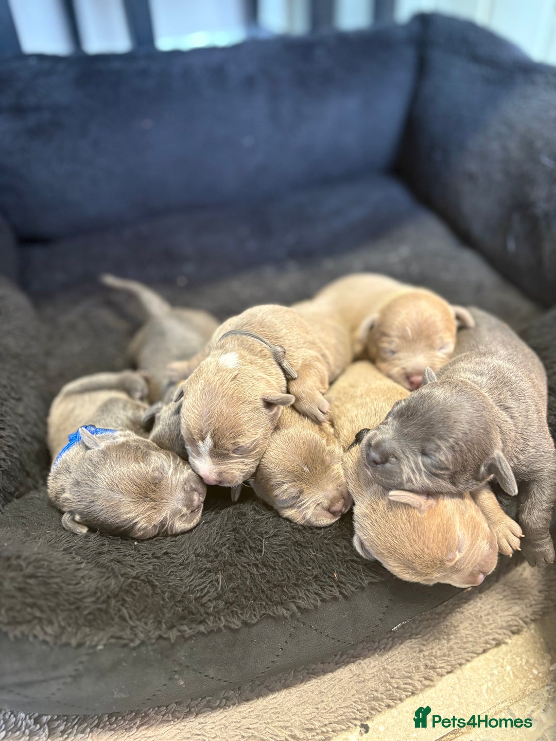 Staffordshire Bull Terrier dogs for sale: 7 gorgeous blue/lilac staffies - Image 6