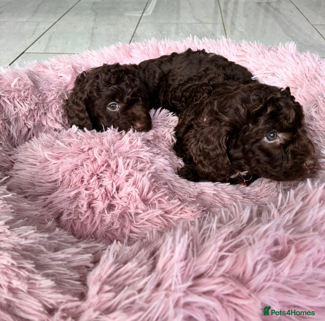 Cockapoo dogs for sale: Miniature cockapoos - Advert 3