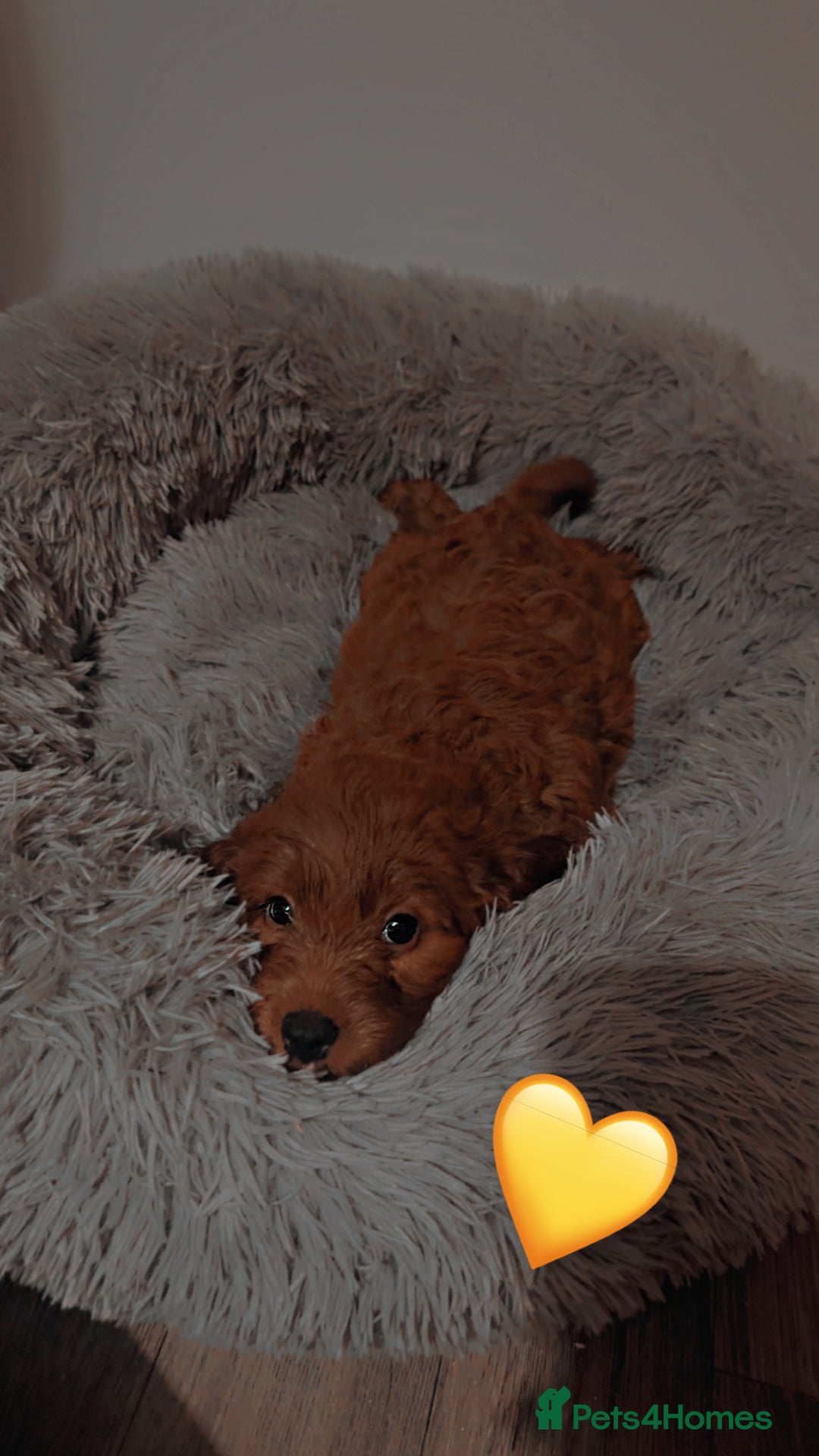 Cockapoo dogs for sale: **REDUCED** READY TO GO GIRL MINIATURE COCKAPOOS  - Image 11