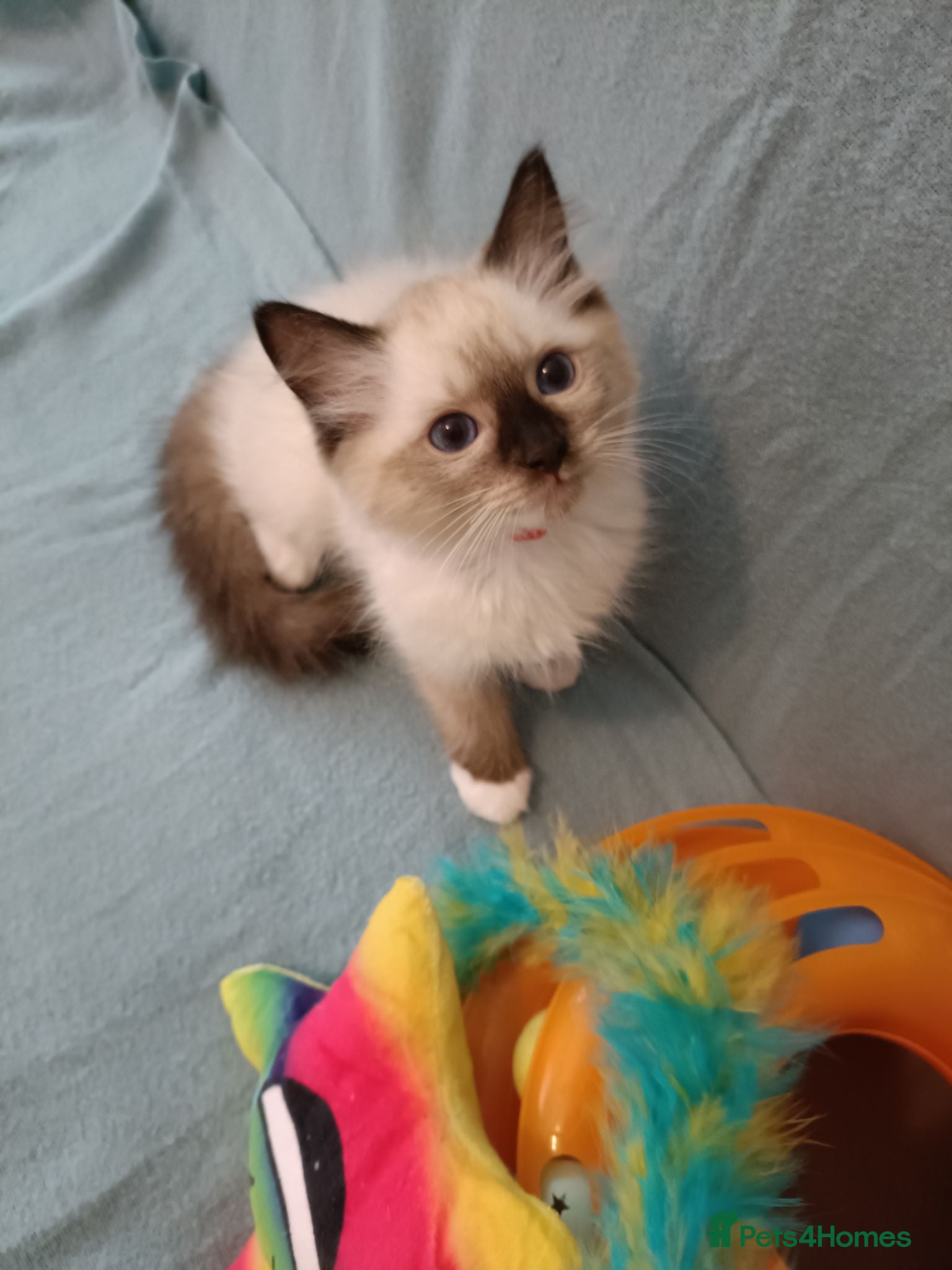 Ragdoll cats Active kittens of Champion Status dad - Advert 10