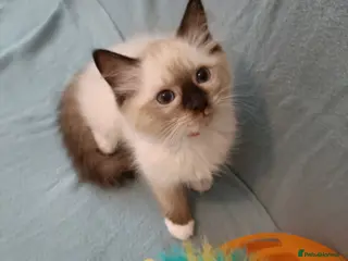 Ragdoll cats Active kittens of Champion Status dad - Advert 10