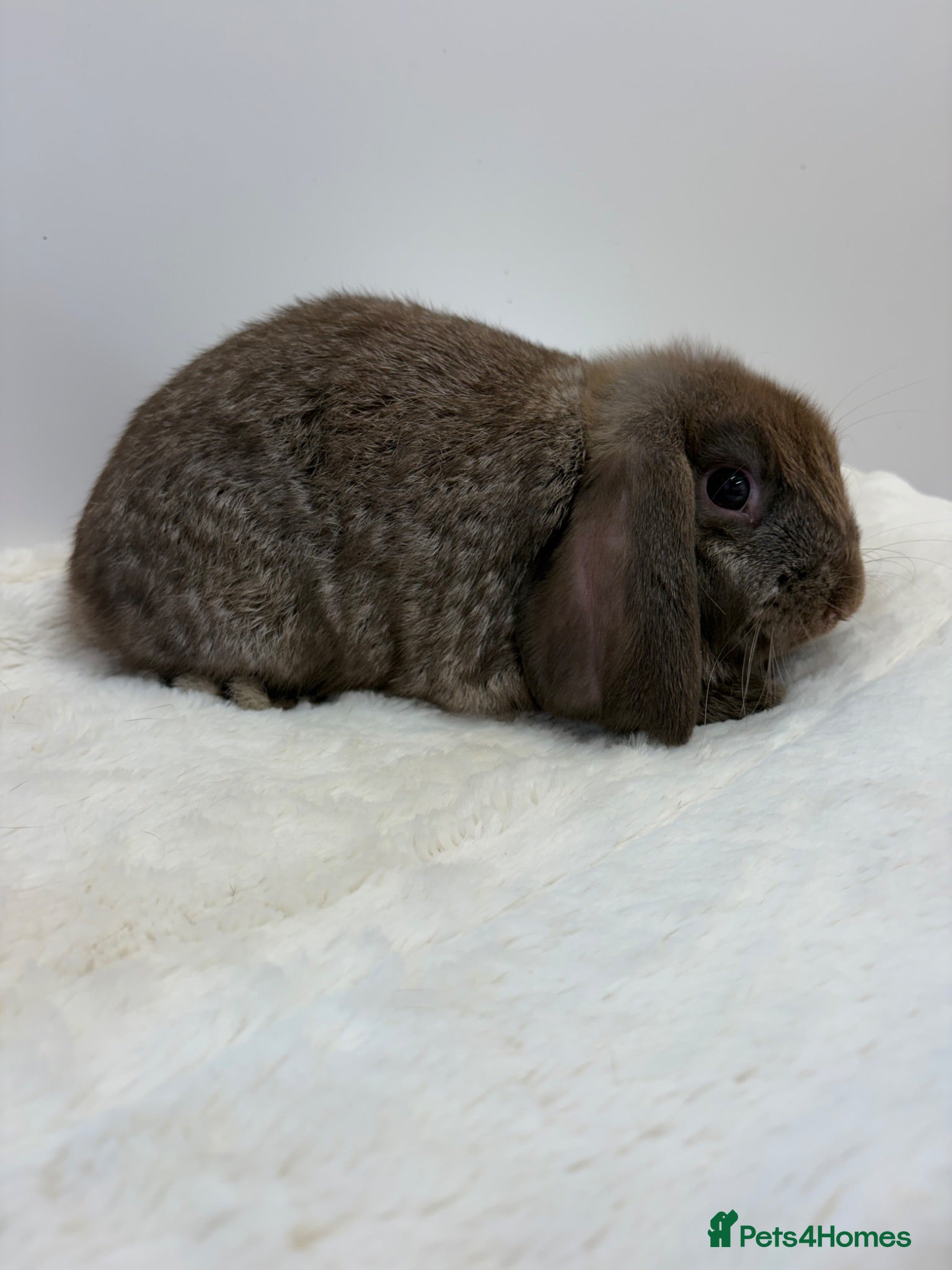 Mini Lop rabbits Two lovely baby boys looking for their new home  - Advert 1