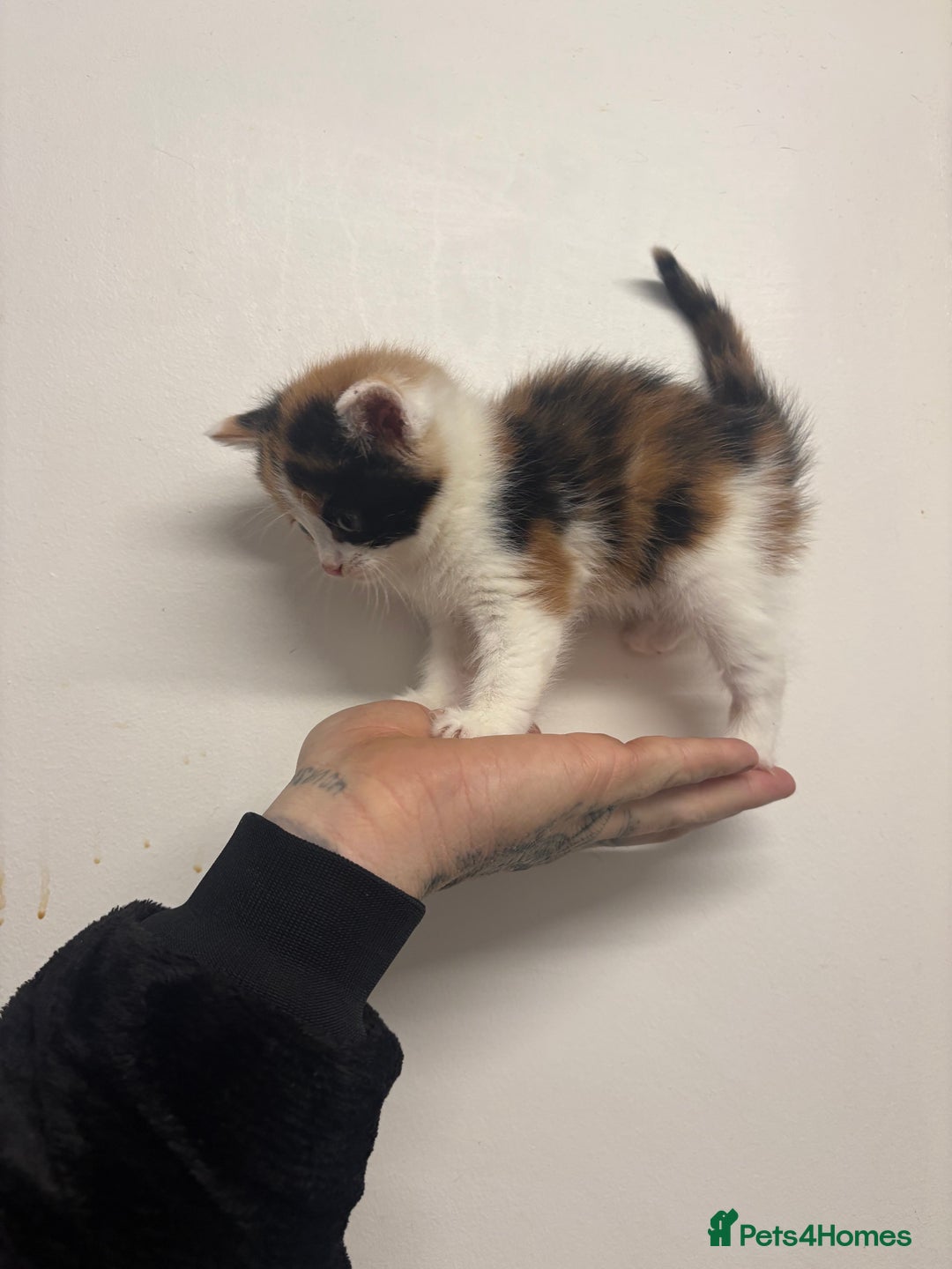 Maine Coon cats for sale: 7 adorable maincoon kittens  - Advert 10