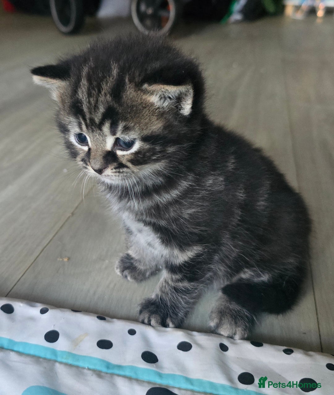 Mixed Breed cats for sale: 3 british short hair mixed kittens - Advert 2