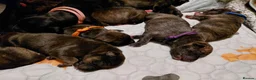 Mixed Breed dogs for sale: Staffy x whippet puppies in Uckfield - Advert 4