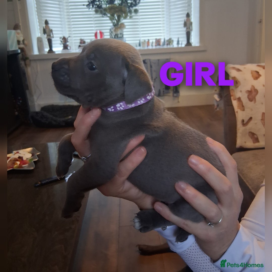 Staffordshire Bull Terrier dogs for sale: Staffordshire bull terrier puppies  - Advert 11