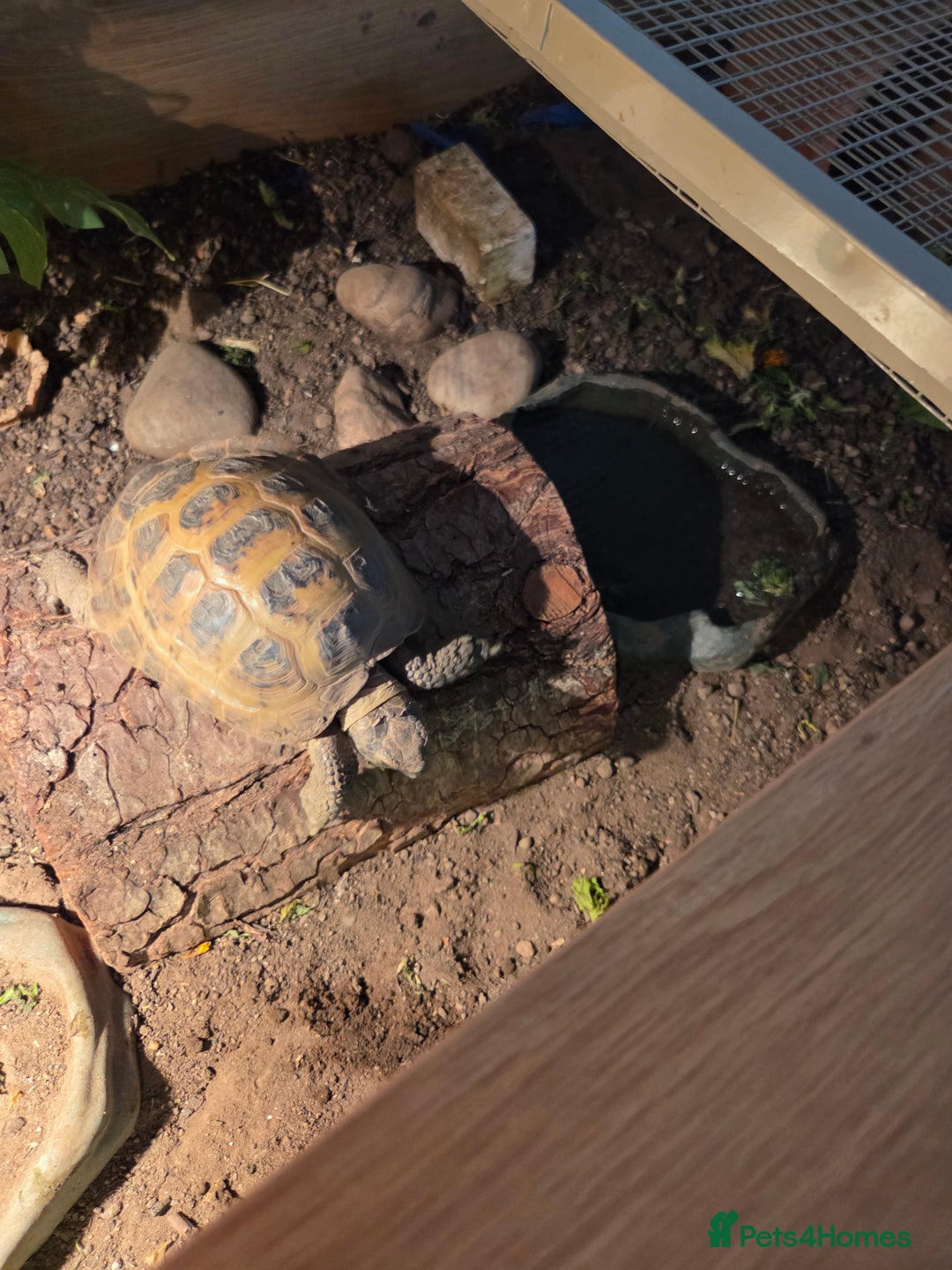 Tortoise reptiles for sale: Horsefield tortoise  - Advert 4