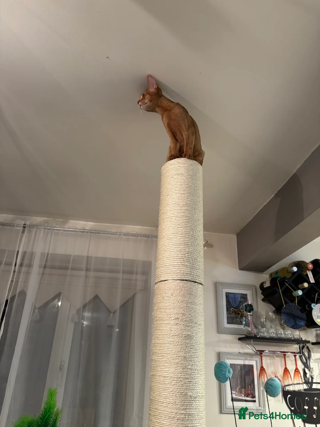 Abyssinian cats for sale: Abyssinian kittens looking for a new forever home - Advert 10