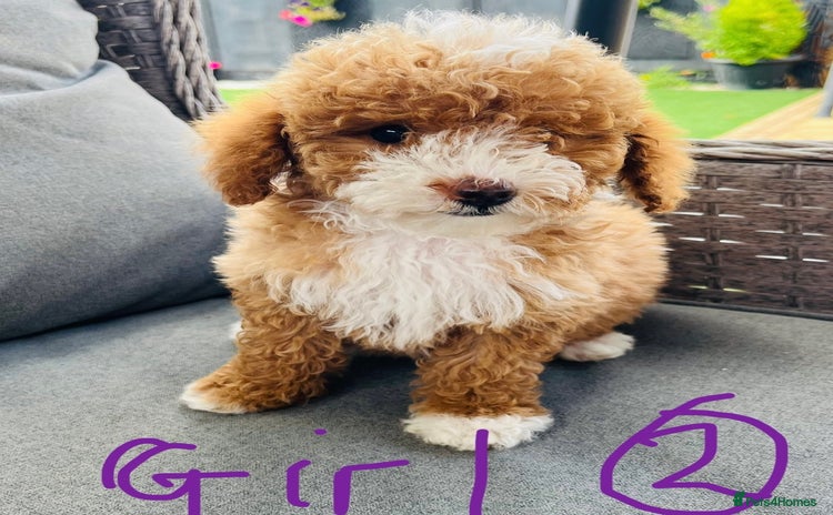 Miniature Poodle dogs - Advert 15