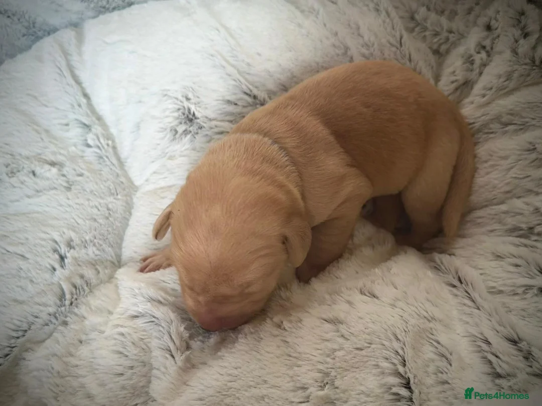 Labrador Retriever dogs for stud: Stunning Fox Red Labrador (Stud) PEDIGREE PROVEN - Advert 31