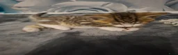 Mixed Breed cats for sale: 5 beautiful kittens  in Dagenham - Advert 9
