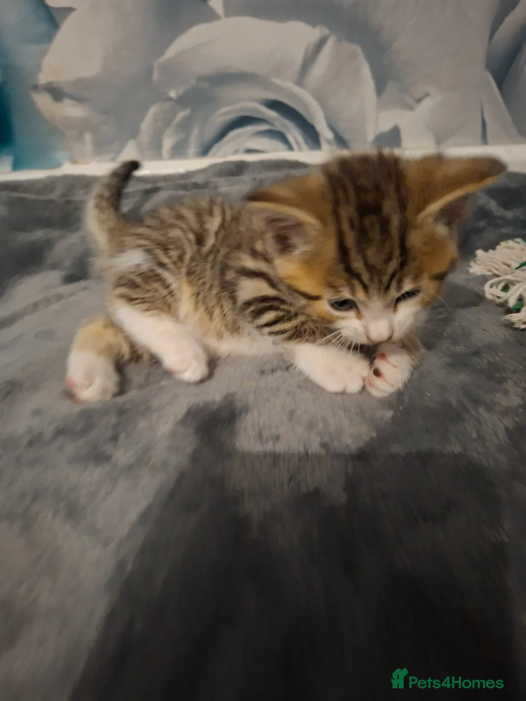 Mixed Breed cats for sale: 5 beautiful kittens  - Advert 21