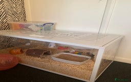 Hamster rodents for sale: Syrian hamster  - Image 4