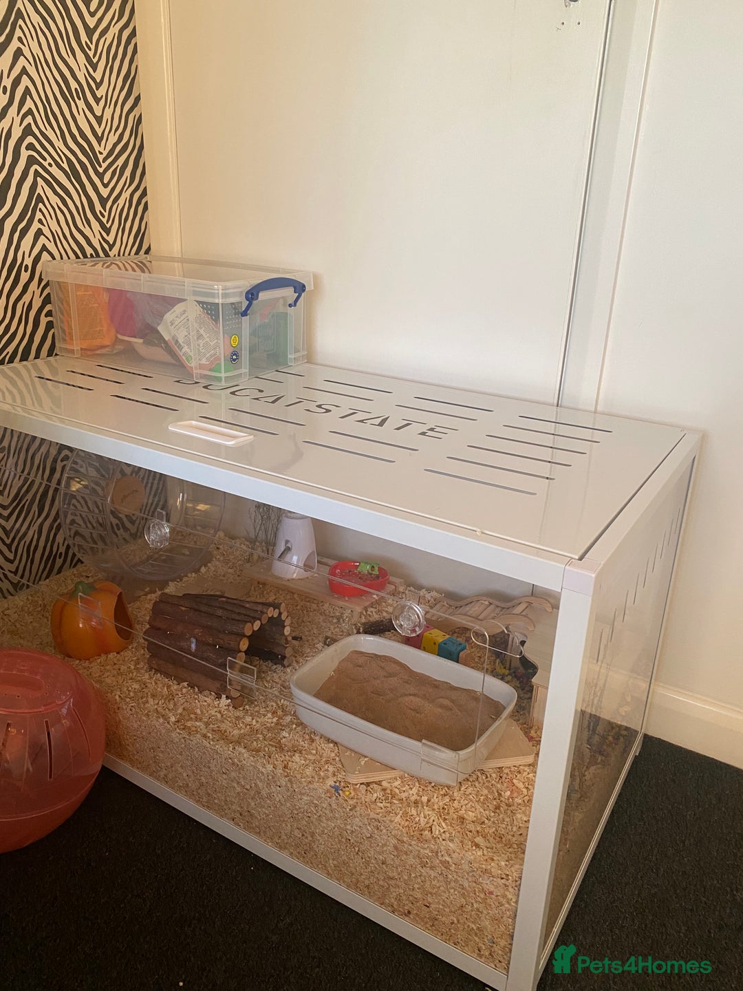 Hamster rodents for sale: Syrian hamster  - Image 4