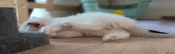 Ragdoll cats for sale: Gorgeous Ragdoll ready to leave 11 July - Advert 30