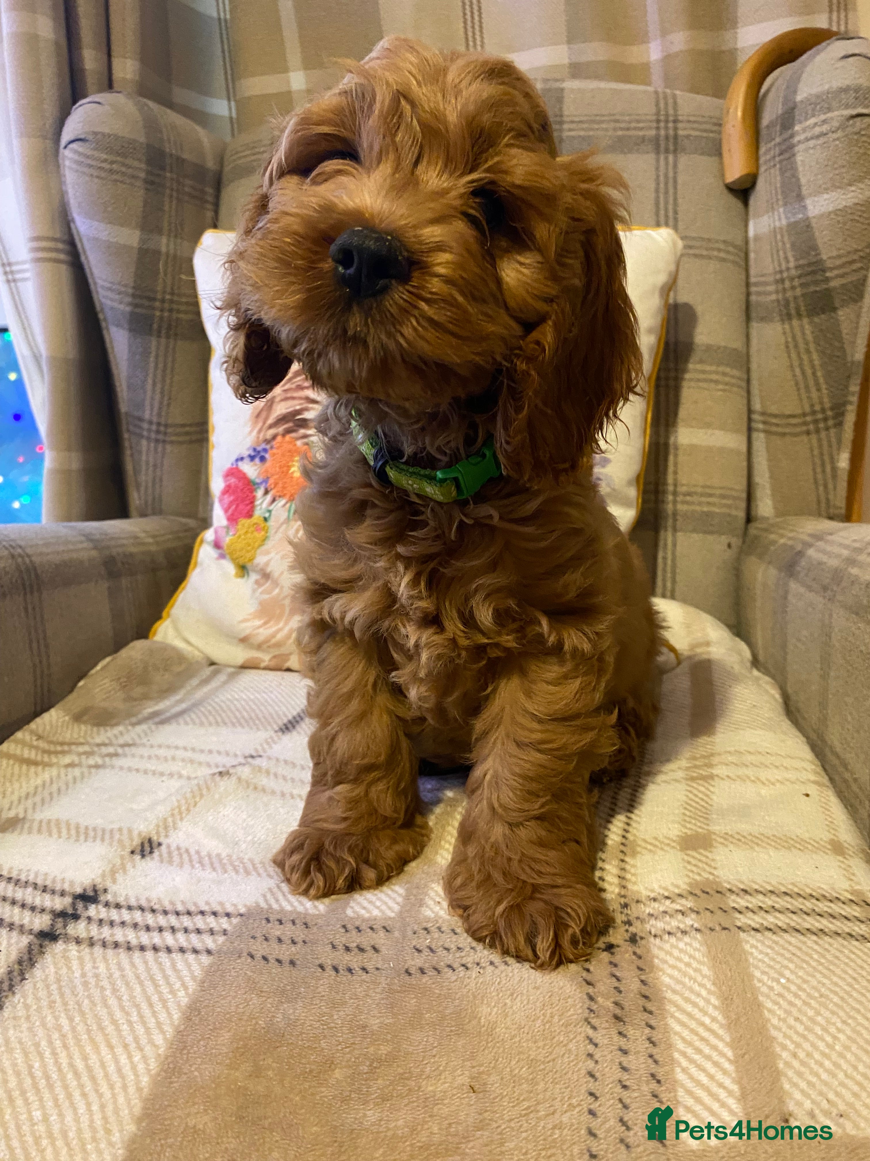 Cockapoo dogs Yankee doodles cockapoos  - Advert 3