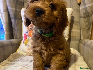 Cockapoo dogs Yankee doodles cockapoos - Advert 3