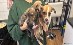 Mixed Breed dogs for sale: French Bull Jacks  (2 x boys 1 x girl) - Image 1