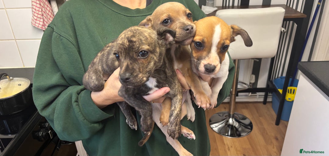 Mixed Breed dogs for sale: French Bull Jacks  (2 x boys 1 x girl) - Image 1