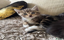 Mixed Breed cats for sale: 5 gorgeous kittens available  - Image 6