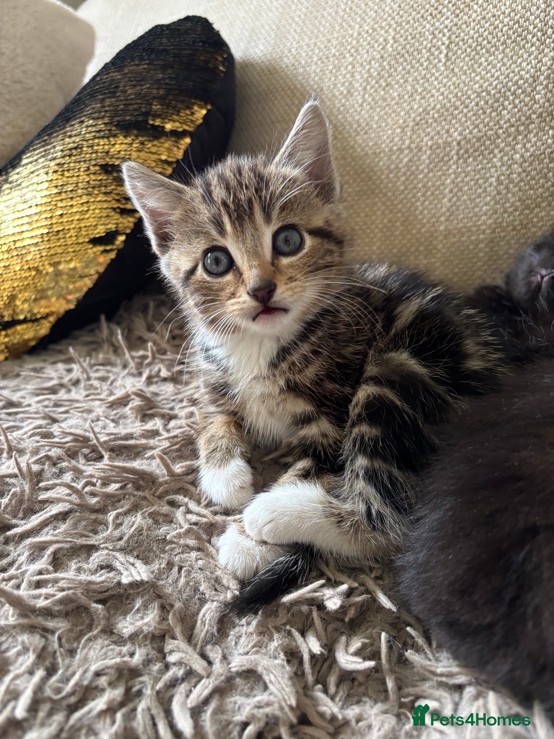Mixed Breed cats for sale: 5 gorgeous kittens available  - Image 6