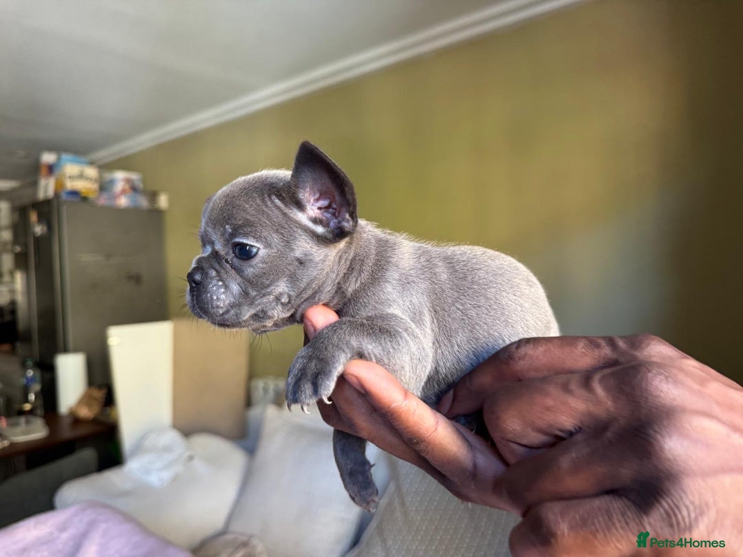 French Bulldog dogs for sale: Adorable French Bulldog Puppies in Barking - Image 19