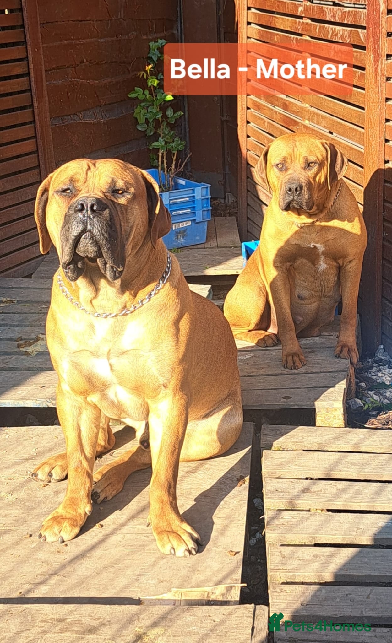 Boerboel dogs Boreboel Waiting List August 2026 - Advert 1
