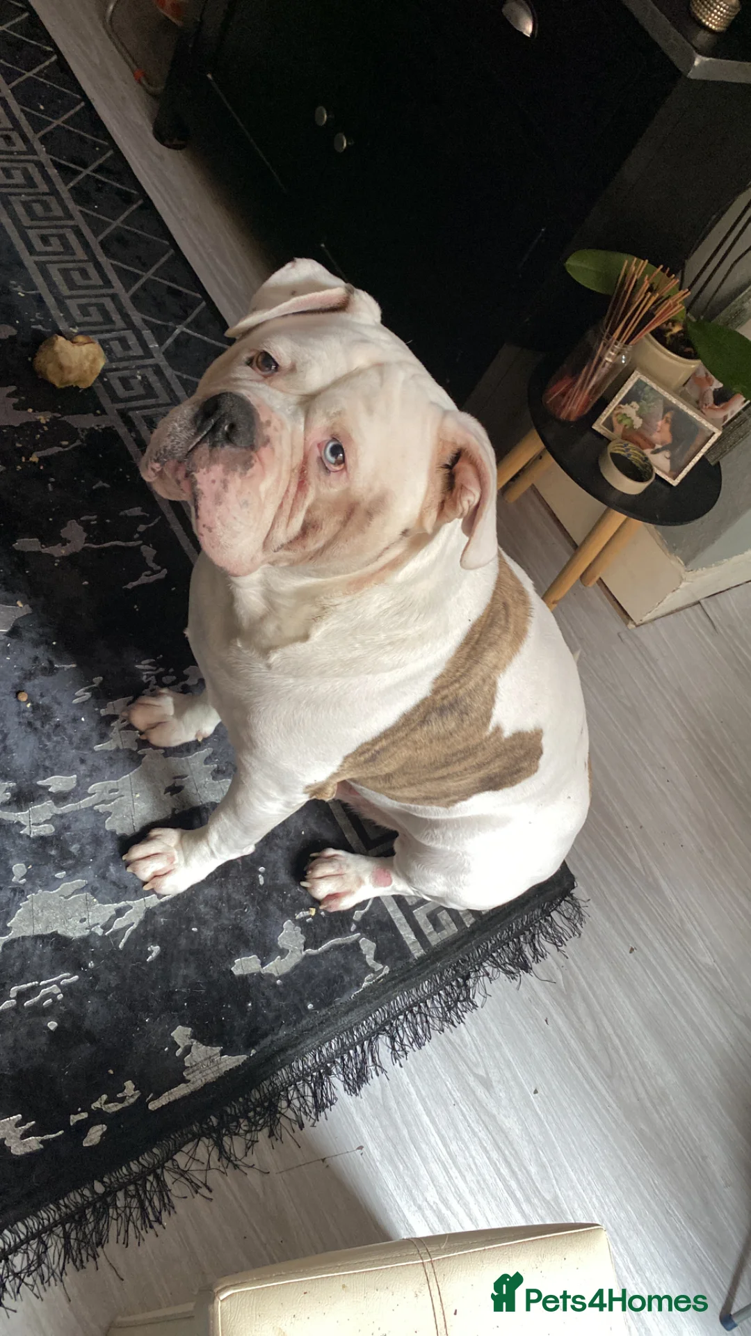 American Bulldog dogs for sale: 5 year old male American bulldog  in Wolverhampton - Advert 5