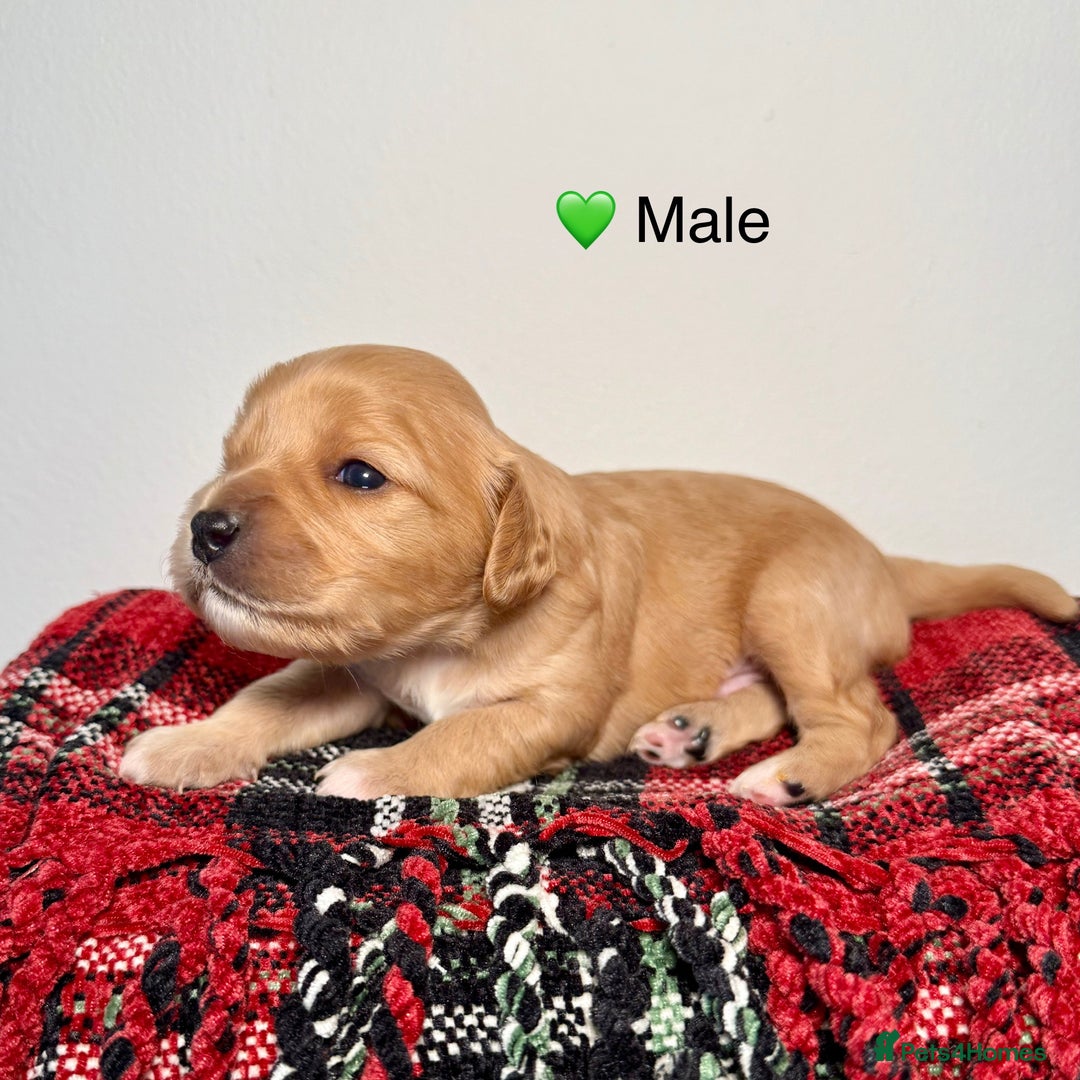 Cavapoochon dogs for sale: ✨Ruby & Blenheim Cavapoochons ❤️🐾 - Image 12