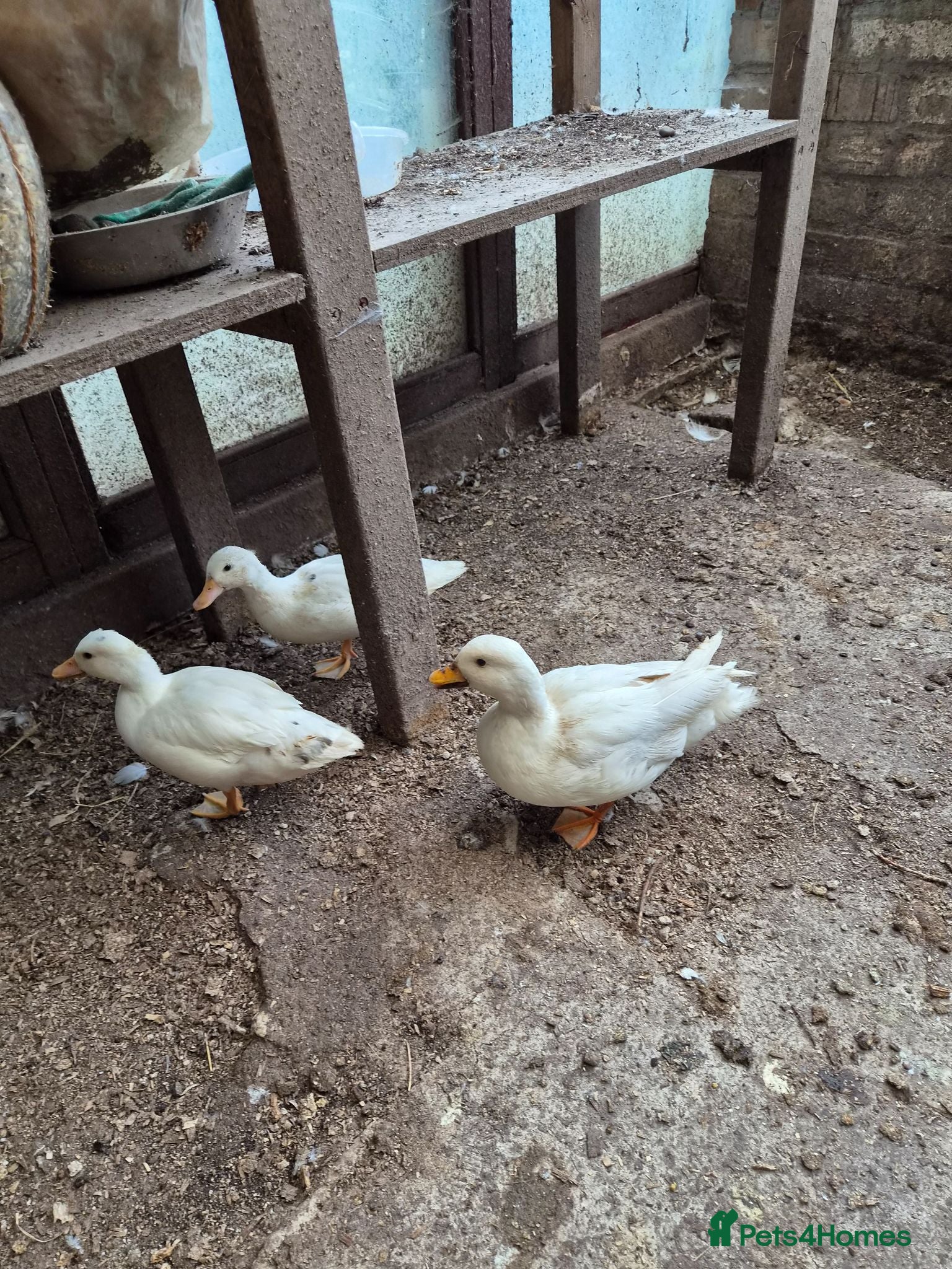 Ducks poultry 3 call ducks for sale £50 - Advert 6
