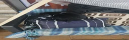 English Lop rabbits for sale: Two black and white bunnies - Advert 3