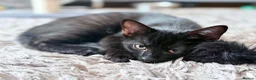 Mixed Breed cats for sale: Last kitten left  - Advert 2