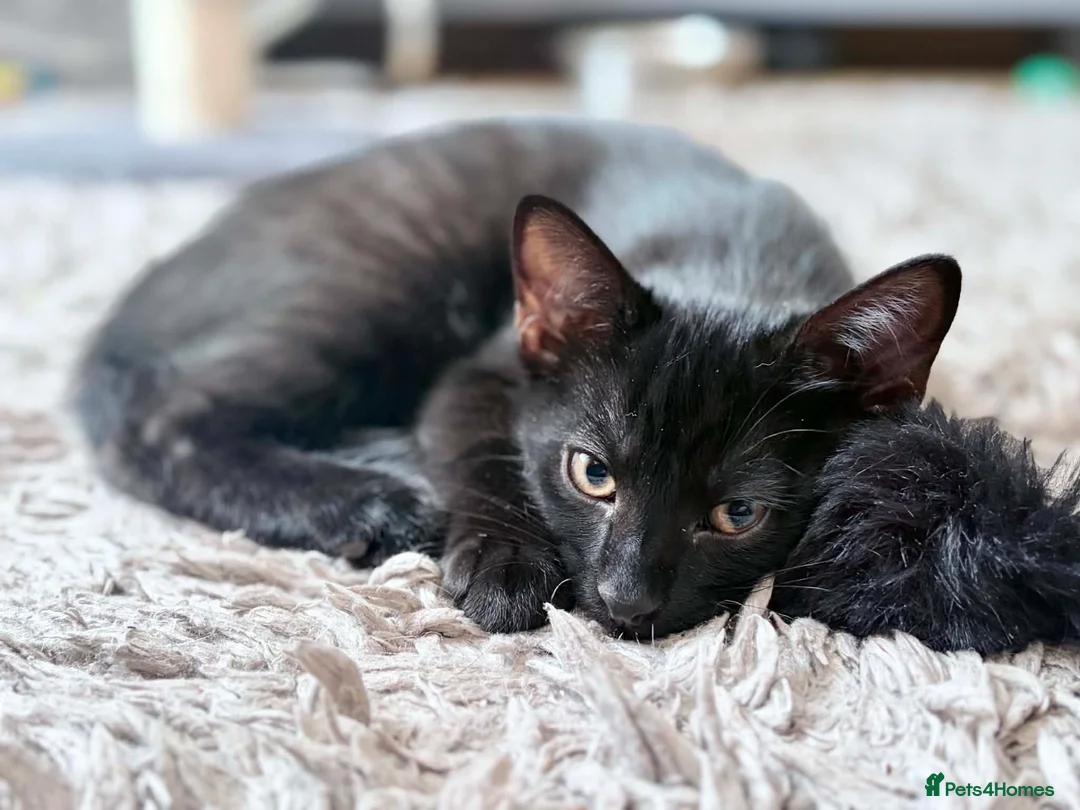 Mixed Breed cats for sale: Last kitten left  - Advert 2