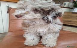 Toy Poodle dogs for sale: Stunning chocolate merle toy poodle girl! 16 weeks - Image 15