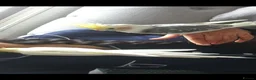 Cockatiels birds for sale: TAMED PAIR COCKATIELS (includes everything) in Stalybridge - Advert 1