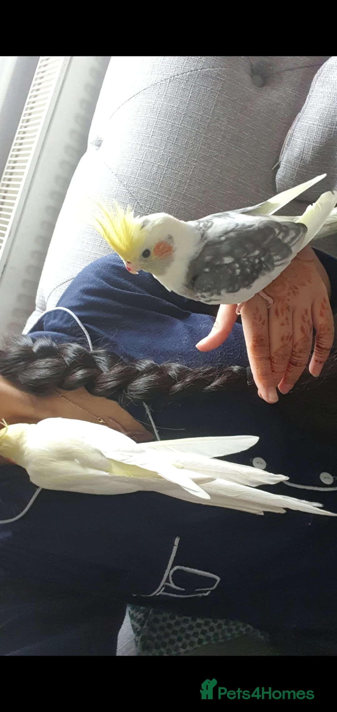 Cockatiels birds for sale: TAMED PAIR COCKATIELS (includes everything) in Stalybridge - Advert 1