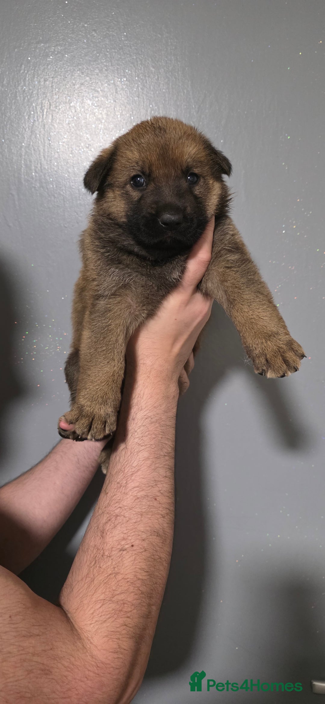 German Shepherd dogs for sale: German Shepherd puppies for sale - Advert 6