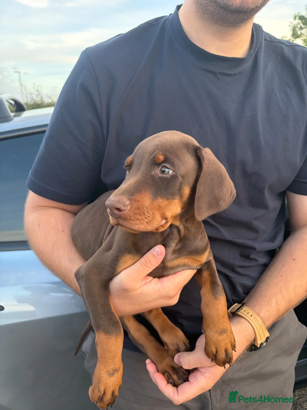 Dobermann dogs for sale: KC Registered Dobermann Puppy – 9 Weeks in Chatteris - Advert 1