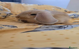 French Lop rabbits for sale: Beautiful French Lop bunnies - Image 9