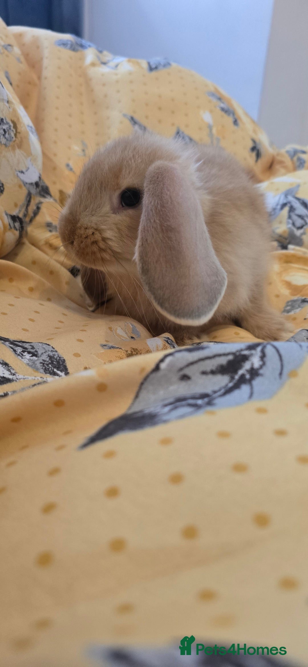 French Lop rabbits for sale: Beautiful French Lop bunnies - Image 9