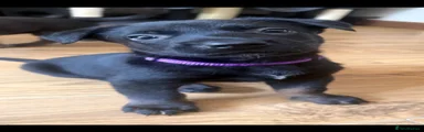 Belgian Shepherd Dog 2