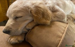 Golden Retriever dogs for sale: Rare & wonderful petite golden retrievers - Image 15