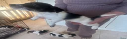 Jack Russell dogs for sale: Stunning litter of jackrussels  - Advert 6